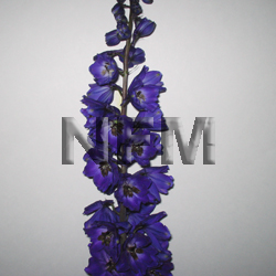 delphiniums purple hybrid flower